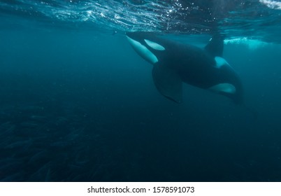 Male Killer Whale Feeding On Herring, Kvaenangen Fjord Area, Northern Norway.