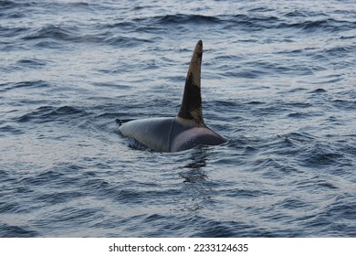 male or killer whale, Orcinus orca, encountered off Skjervoy, Norway - Shutterstock ID 2233124635