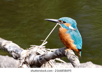 Male Kingfisher Sitting On A Branch, River Nidd, N Yorkshire, UK.