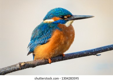 Male Kingfisher UK