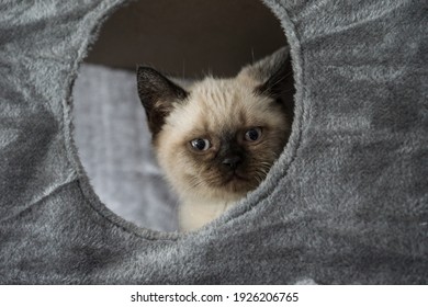 A Male Kitten In His Safe Place