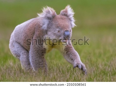 A male Koala on Kangaroo Island, moving along the ground to a new tree. A sight seldom seen by many people.