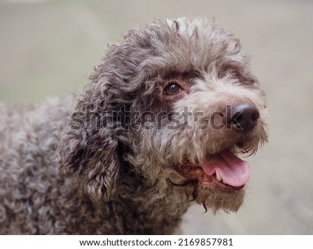 male lagotto trufle dog portrait Zdjęcia stock © 