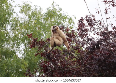 Male Lar Gibbon, Huggy, Doing A Territorial Call At The Top Of A Tree (Hylobates Lar)