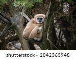 Male Lar Gibbon, Indah (Hylobates lar)
