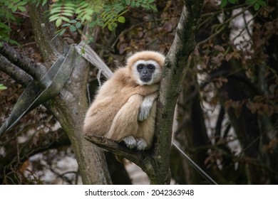 Male Lar Gibbon, Indah (Hylobates Lar)