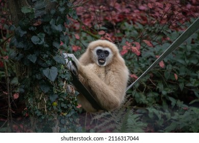 Male Lar Gibbon, Indah (Hylobates Lar)