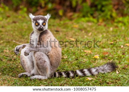 Male Lemur Catta (Maki mococo) in his natural environment of Madagascar