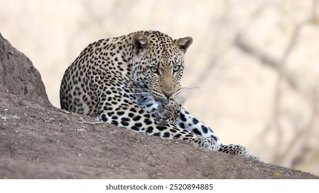  a male leopard cleaning his paw - Powered by Shutterstock