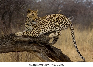 Male Leopard Licking Lips Looking Back Stock Photo 236225809 | Shutterstock