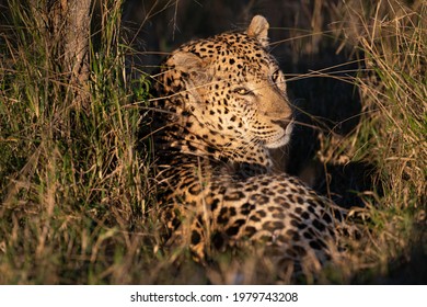 A Male Leopard seen on a safari in South Africa