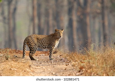 Male Leopard stood in Nagarahole National Park in the dry forests of Karnataka, India - Shutterstock ID 102881471