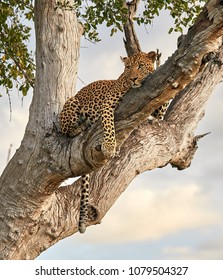 Male Leopard In Tree At Zikomo, South Luangwa, Zambia