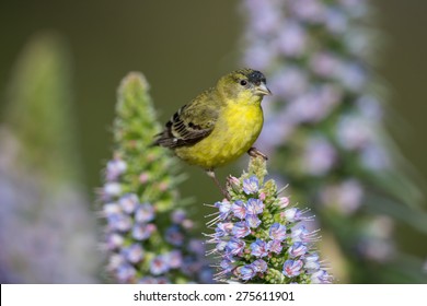 Male Lesser Goldfinch