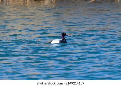 A male Lesser Scaup swims in a marsh on Harsen's Island, Clay Township, Michigan.