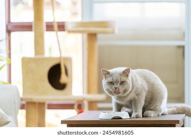 Male lilac gray color British Shorthair indoor cat eating cat food in living room. Adorable domestic feline British breed pet cat relax and enjoy living with owner family at home. - Powered by Shutterstock