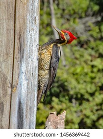 Male Lineated Woodpecker on the Trunk, looking for a Meal (Pica-pau de Banda Branca / Dryocopus lineatus) - Shutterstock ID 1456369442