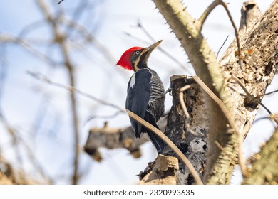 Male Lineated Woodpecker on the Trunk, looking for a Meal (Pica-pau de Banda Branca , Dryocopus lineatus)