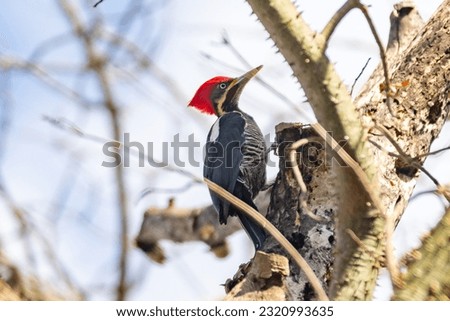 Male Lineated Woodpecker on the Trunk, looking for a Meal (Pica-pau de Banda Branca , Dryocopus lineatus)