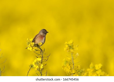 Male Linnet (Carduelis cannabina) perched on oilseed rape flowers against blurred background