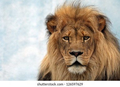 Male Lion