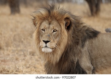 Male Lion - Shutterstock ID 97022807