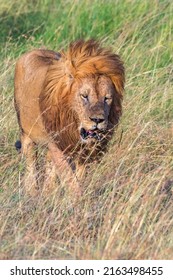 Male lion in the african savanna