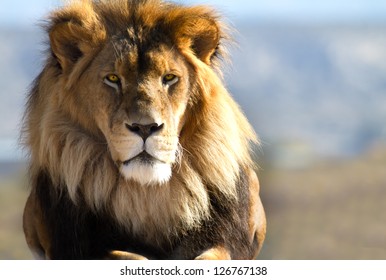 Male Lion in all of his glory - Powered by Shutterstock