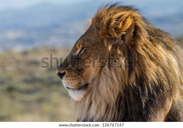 栄光の横顔に描かれた雄のライオン の写真素材 今すぐ編集