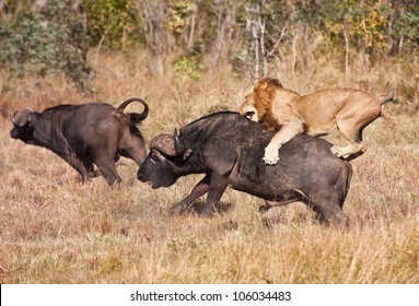 Male lion attack huge buffalo bull while riding on his back