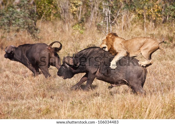 Male lion attack huge buffalo bull while riding on\
his back