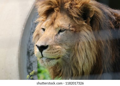 Male Lion At Big Cat Rescue