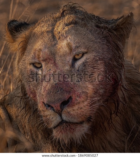 Male Lion Bloody Scared Bloody Face Stock Photo 1869085027 | Shutterstock