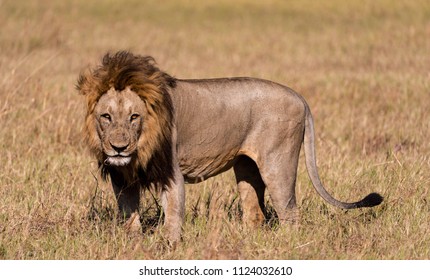 Male Lion In Botswana With Long Mane