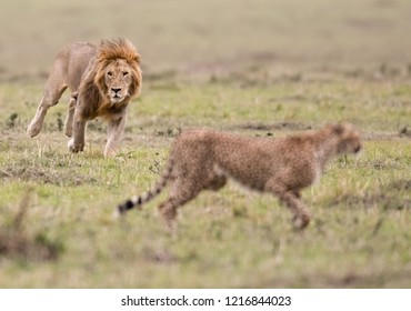 mountain lion chasing man