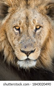 A Male Lion In Chobe National Park.