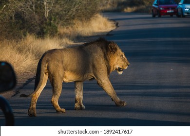 Lion Car Images Stock Photos Vectors Shutterstock