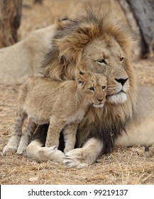 Male Lion With Cub