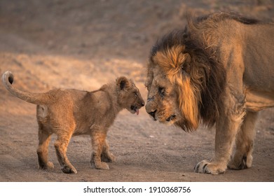 Male Lion And Cub Lion Playing At Gir National Park Gujarat India 