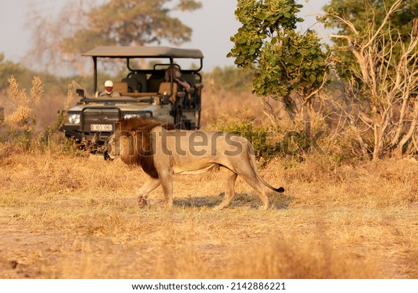 Male\
lion with dark mane walking in front of open safari car. Tourists\
on safari. African lion scene. Savuti, Botswana. \
