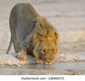 Male Lion Drinking Water.