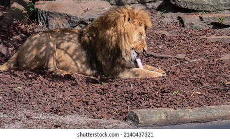 snake eating lion