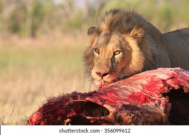 Male Lion Eating Buffalo