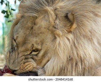 A Male Lion Eating Closeup 