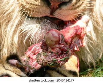 A Male Lion Eating Closeup 