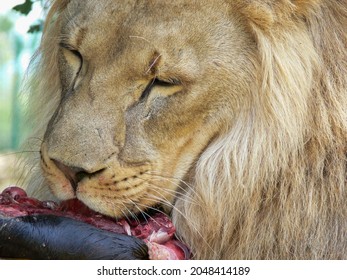 A Male Lion Eating Closeup 