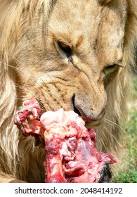 A Male Lion Eating Closeup 