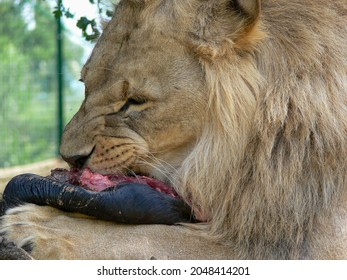 A Male Lion Eating Closeup 