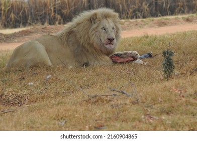 Male Lion Eating Meat South Africa