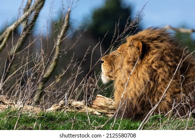 Male Lion Enjoying A Gentle Breeze